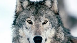 Documentaire Le loup gris