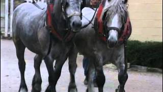 Documentaire Les chevaux de trait – Au cœur de la tradition