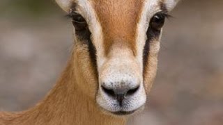 Les gazelles Dorcas