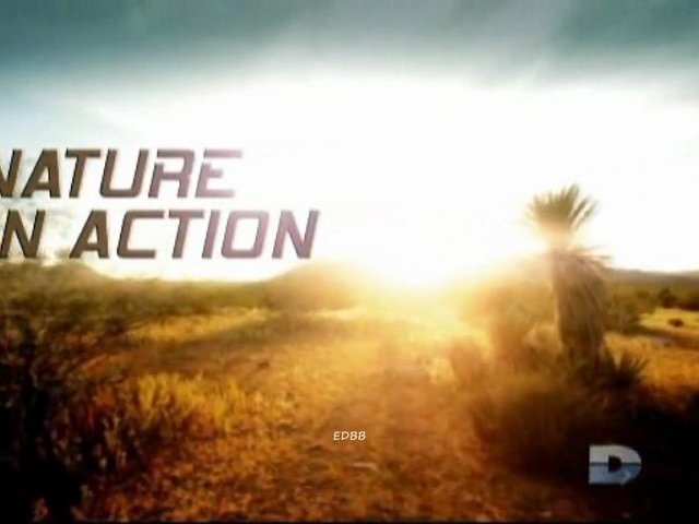 Documentaire La nature en action