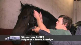 Documentaire C’est pas sorcier – Le Cadre Noir : les sorciers montent sur leurs grands chevaux