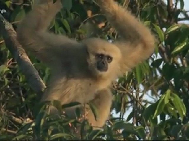 Documentaire L’aventure de la vie – Les primates