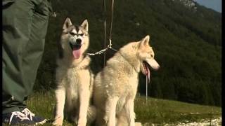 Documentaire Husky Siberien et Malamute d’Alaska
