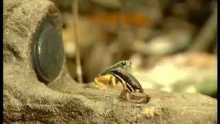 Documentaire Les grenouilles des cimes en Guyane française