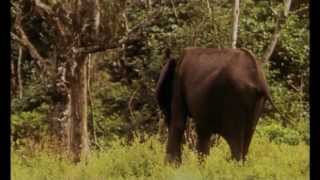 Documentaire La plage des éléphants, Gamba