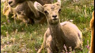 Documentaire Le mouflon d’Amérique dans les montagnes rocheuses