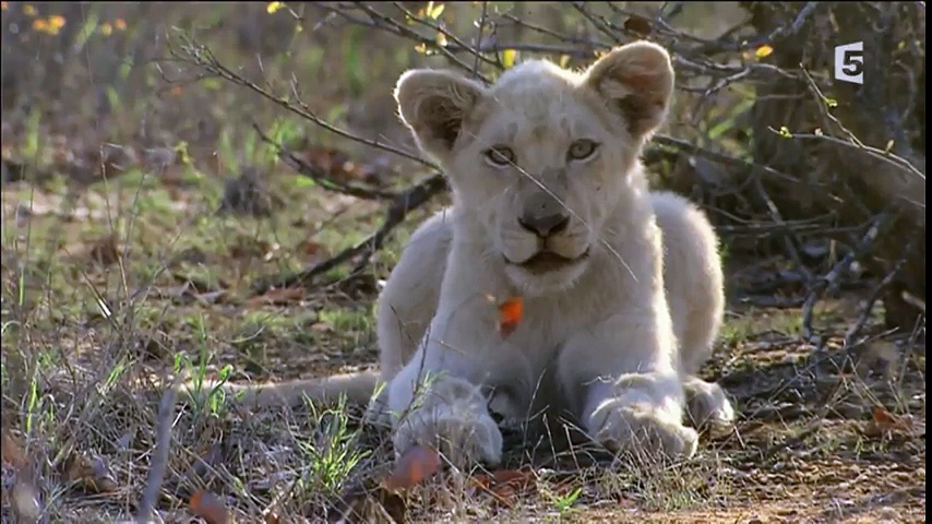 Documentaire Les lionnes blanches de Timbavati – Plus fortes que le destin (1/2)
