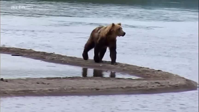 Documentaire Saumons, ours, parades nuptiales – Chez les Itelmènes de Kamtchatka