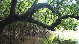 Documentaire C’est pas sorcier – Mystérieuse mangrove