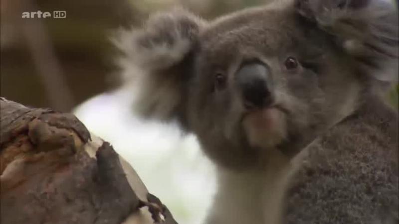 Documentaire L’hôpital des koalas