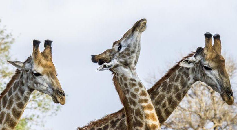 Girafes, les dernières géantes