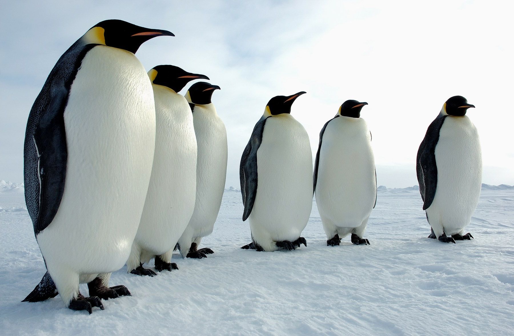 Au cœur du paradis blanc, l'empereur des glaces