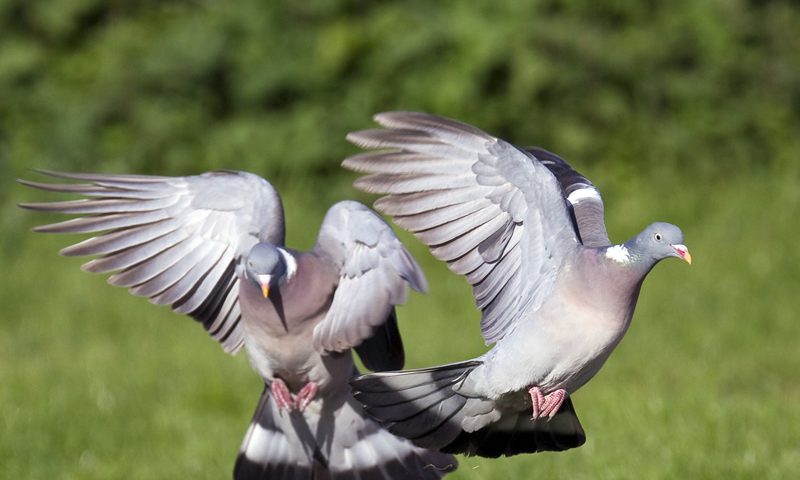 Documentaire Pigeons, citadins à plumes