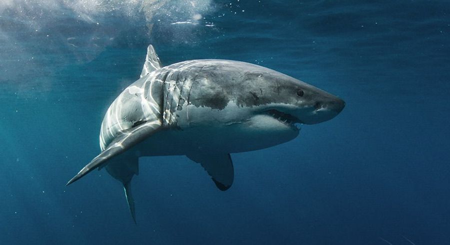 Rencontres avec le grand requin blanc (1/2)