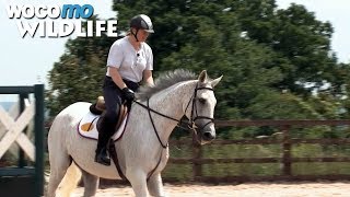 Neptune Collonges : le champion de courses d'obstacles se reconvertit dans le dressage