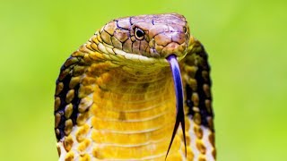 Documentaire Les reptiles du désert : varan, scorpion, serpent, cobra