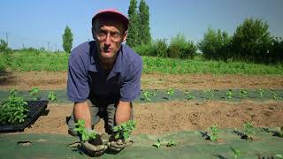 Documentaire Chemillé, la ville fleur