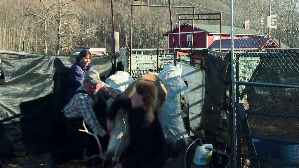 Documentaire Anchorage, ville sauvage – Les derniers caribous