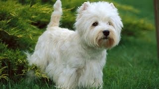 Documentaire Le Westie ou West Highland White Terrier