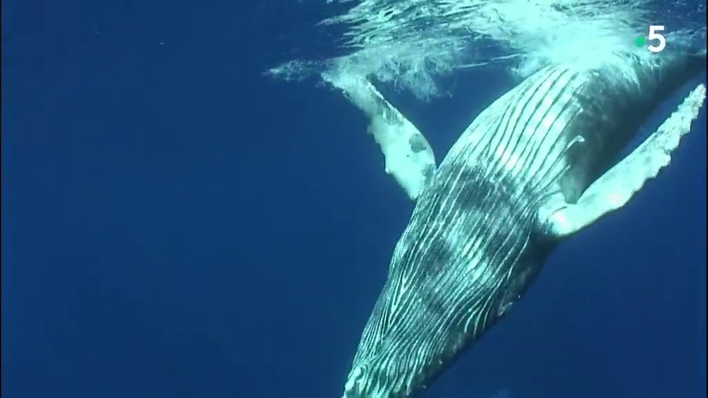 Voyage avec les baleines a bosse