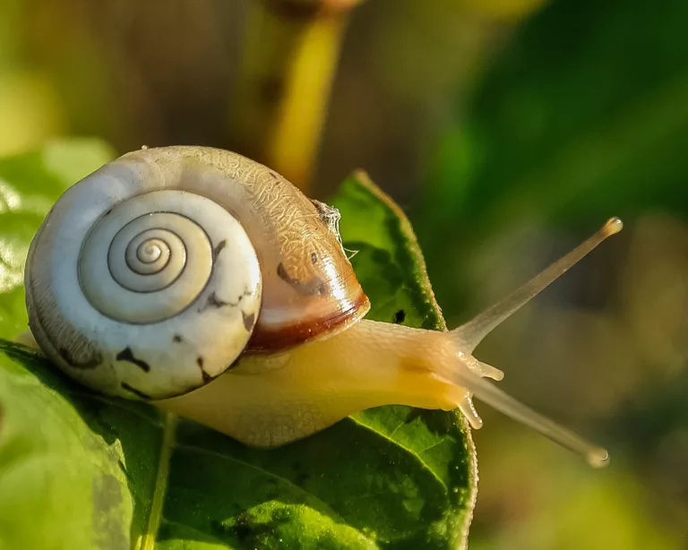 Article | Les escargots, animaux fascinants