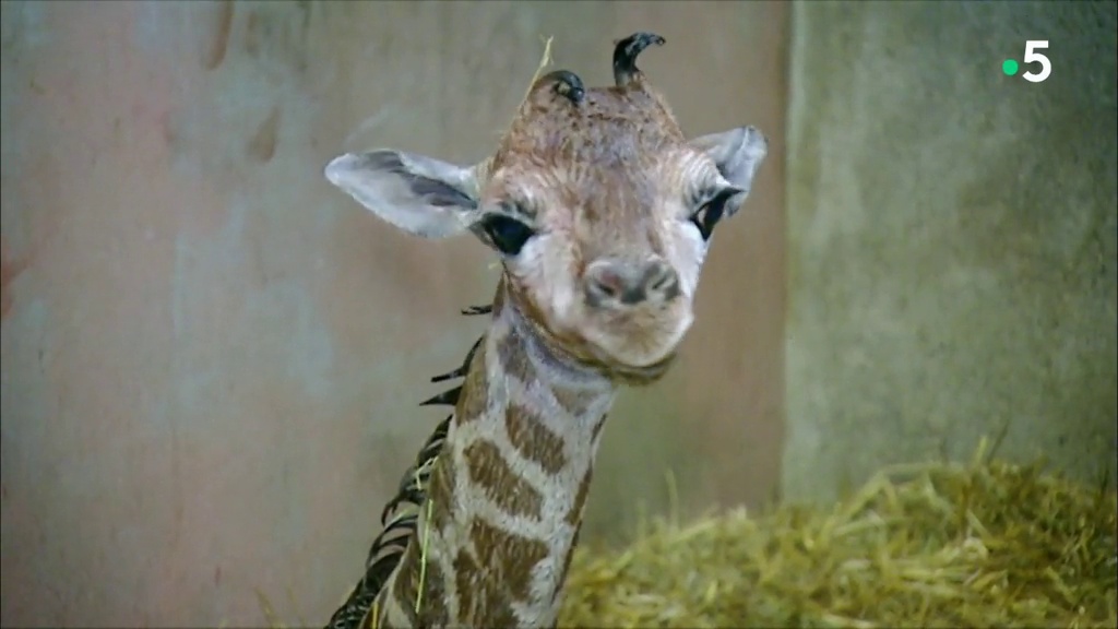 L'école des bébés animaux : les premiers pas du girafon