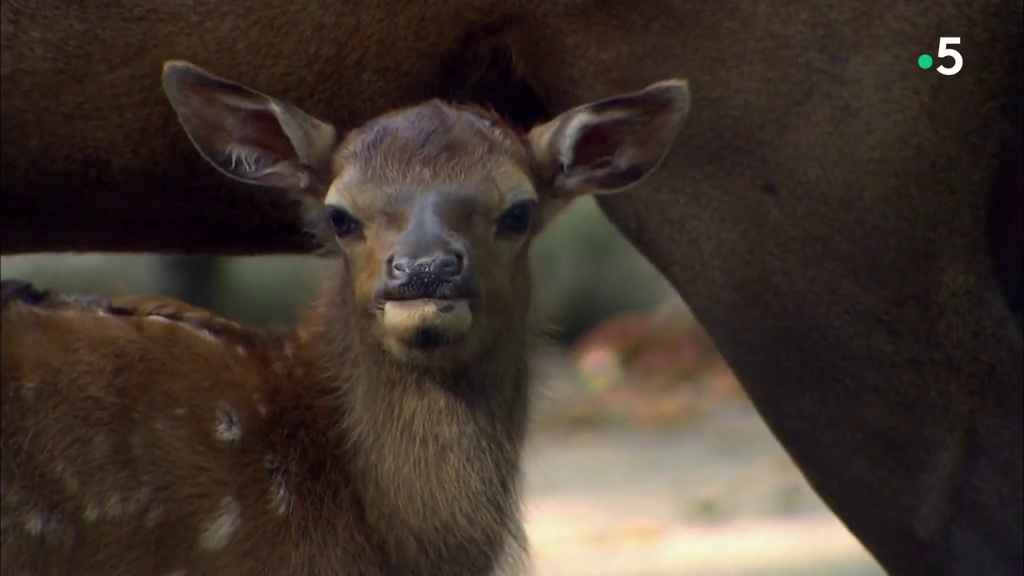 Documentaire L’école des bébés animaux : la famille wapiti s’agrandit