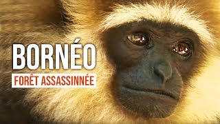 Documentaire Bornéo : la forêt assassinée