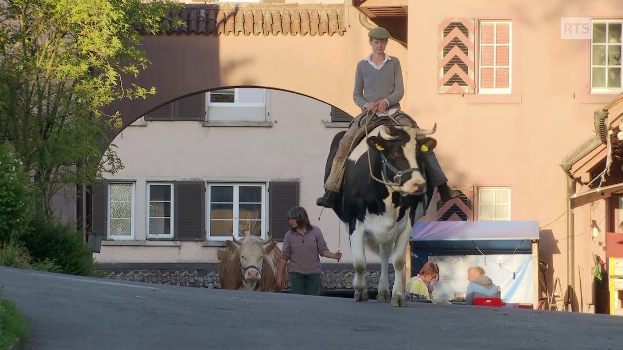 Documentaire A l’école des vaches ou l’art de chuchoter à l’oreille des bovins