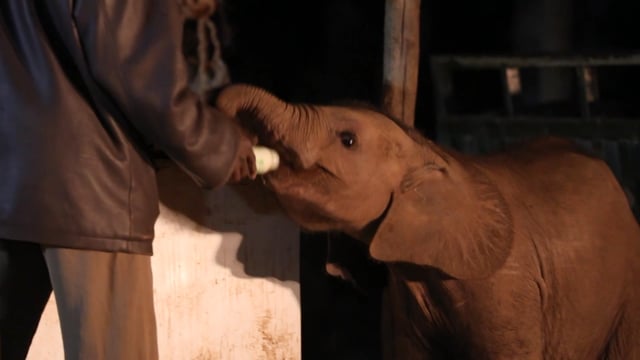 Documentaire Mémoires d’éléphants : Nania