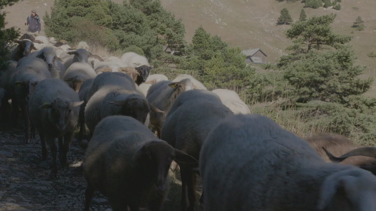 Documentaire Au temps des bergers