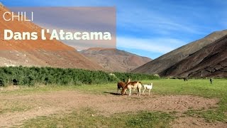 Chili - Dans l'Atacama