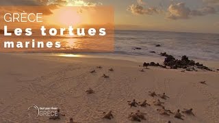 Documentaire Grèce – Les tortues marines