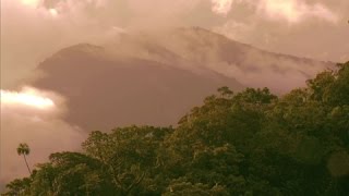 Documentaire Iles salomon : la forêt, le trésor du peuple