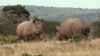 Documentaire Rhinoceros noir de Namibie, leur dernier refuge sauvage