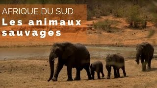 Documentaire Afrique du Sud, du Kruger au Cap – les animaux sauvages