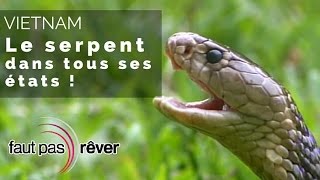 Vietnam - le serpent dans tous ses états