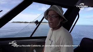Documentaire La Nouvelle Calédonie, sanctuaire des oiseaux marins ?