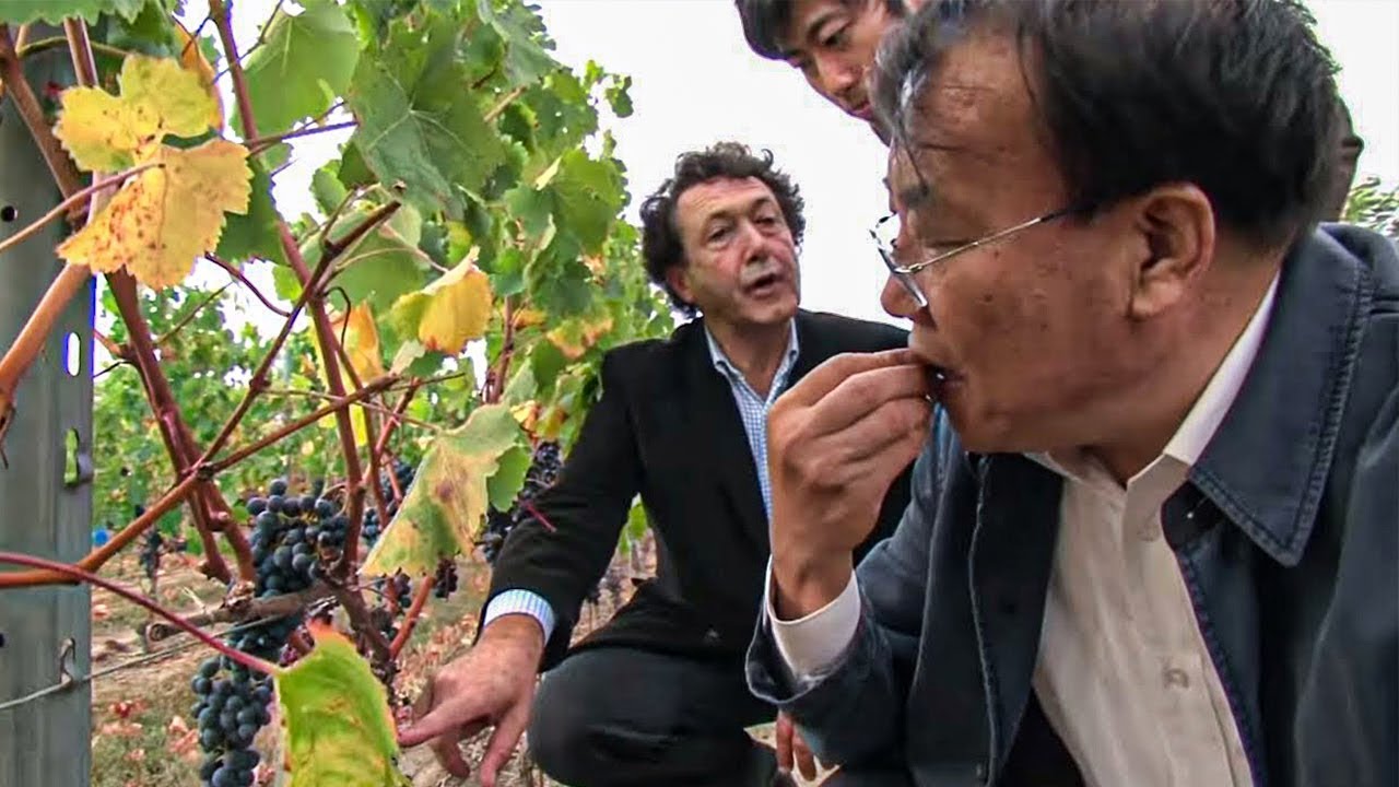 Les chinois rachètent les vignobles français