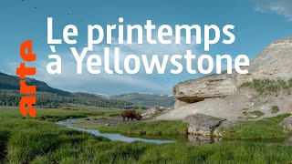 Documentaire Yellowstone: Nature extrême (3/4)