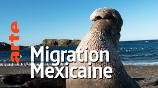 Documentaire Mexique, sur les routes des migrateurs