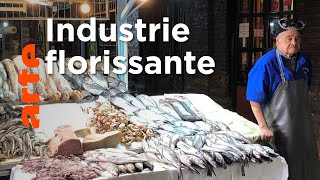 Documentaire Le saumon : juteux business qui pèse sur l’environnement