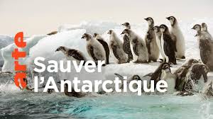 Documentaire Antarctica, sur les traces de l’empereur