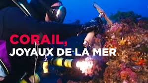 Corail, les joyaux de la mer