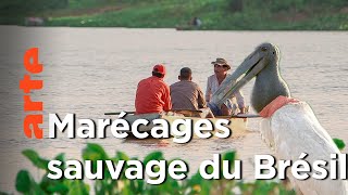 Documentaire Brésil – La vie sauvage dans les marécages du Pantanal |  Voyages aux Amériques