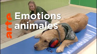 Documentaire Ce que ressentent les animaux