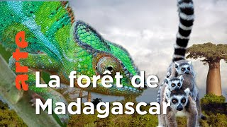 Au Cœur de Madagascar | Voyage en îles tropicales