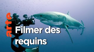 Documentaire Les coulisses d’un tournage | Dans le sillage des requins