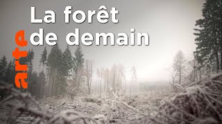 Comment reboiser les forêts et les préserver ?