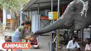 Les animaux et le sacré: l'Inde